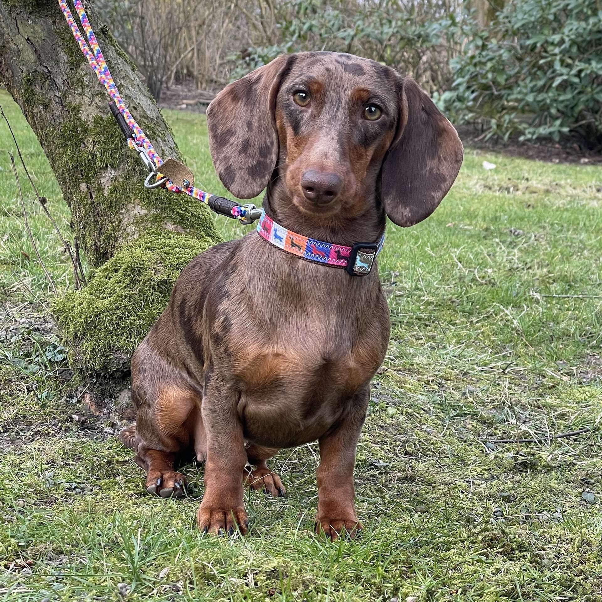 hundekissen groer hund Hundekissen  waschbar, gro & bequem