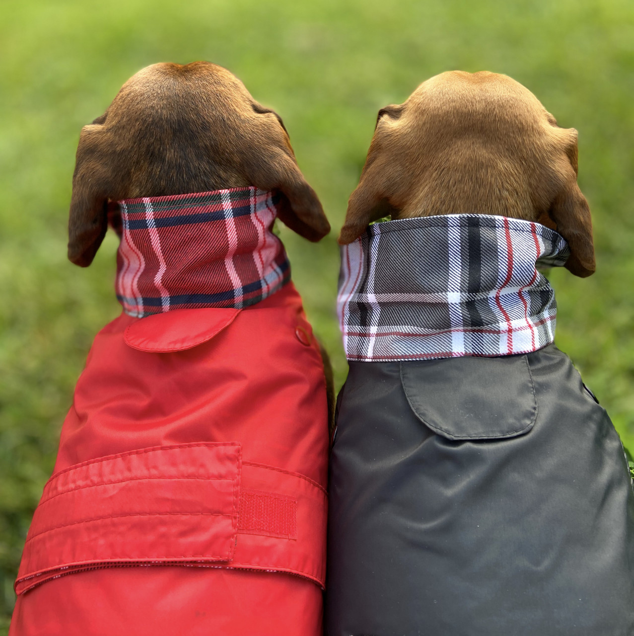 Dog Rainscoat Red with Teddy Lining