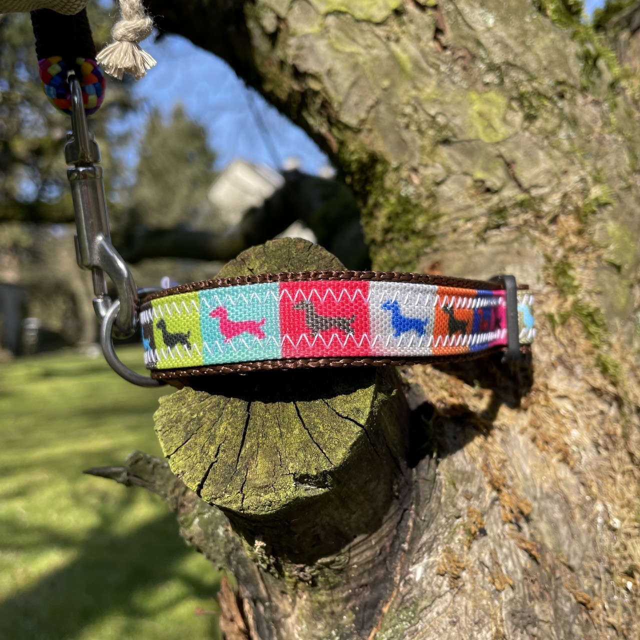 Dog collar &quot;Dachshund&quot; canvas Rainbow