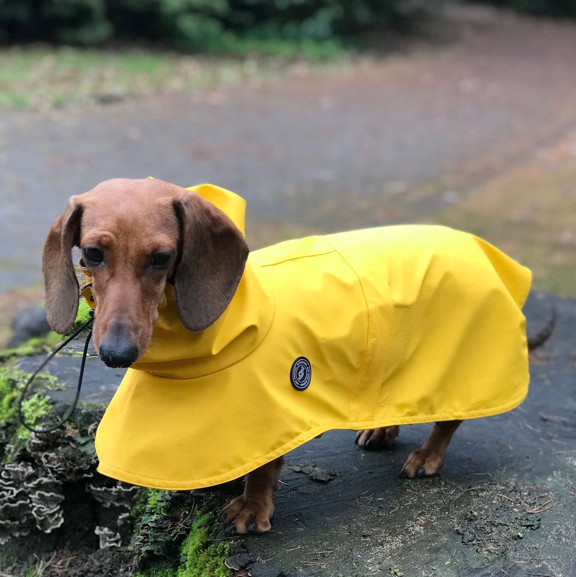 Sausage dog raincoat hotsell