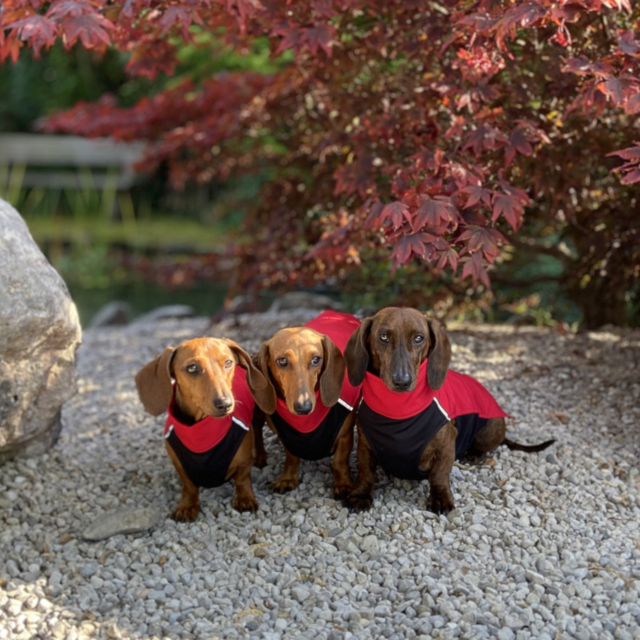 Hundesoftshellpullover Hachico Vol.2 rot